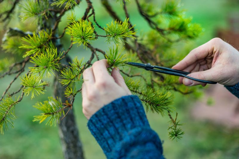 Japanese Cherry Tree Planting
