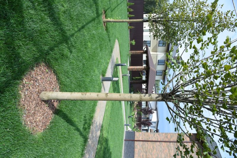 Landscaping with Trees