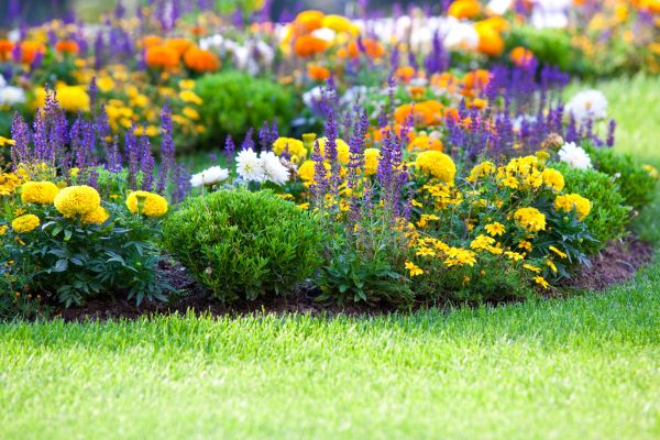 Flower Bed Maintenance in Broomfield