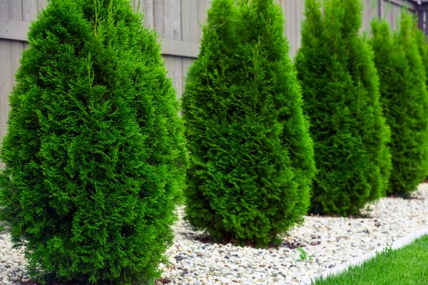 Arborvitae Planting in Broomfield