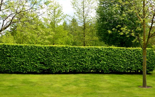 Hedge Planting in Broomfield