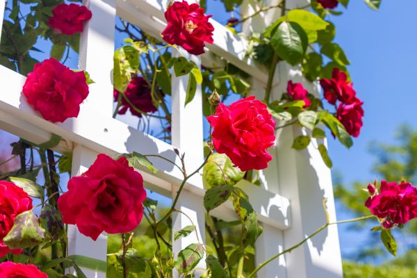 Home Gardening Service in Broomfield