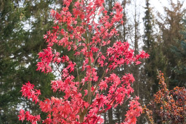 Japanese Maple Planting in Broomfield