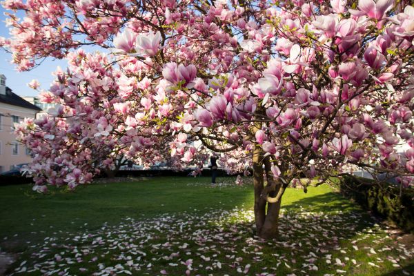 Magnolia Tree Planting in Broomfield