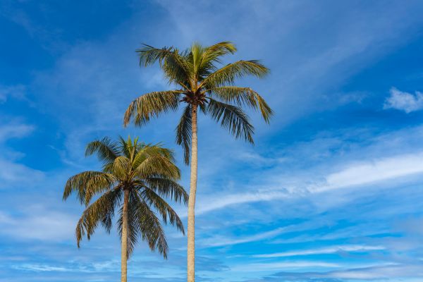 Palm Tree Planting in Broomfield