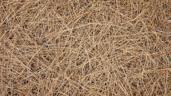 Pine Needles Delivery in Broomfield
