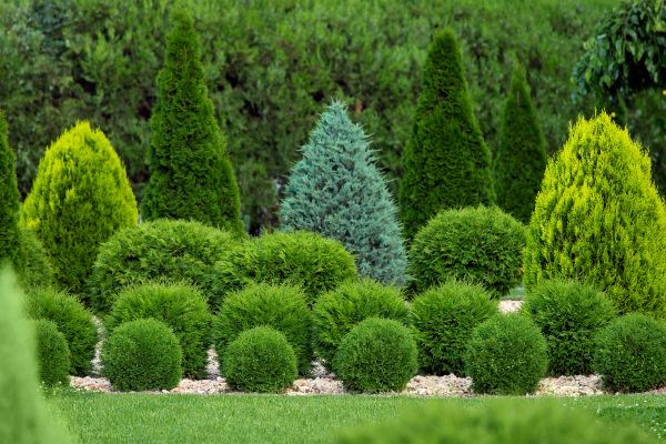 Shrub Replacement in Broomfield