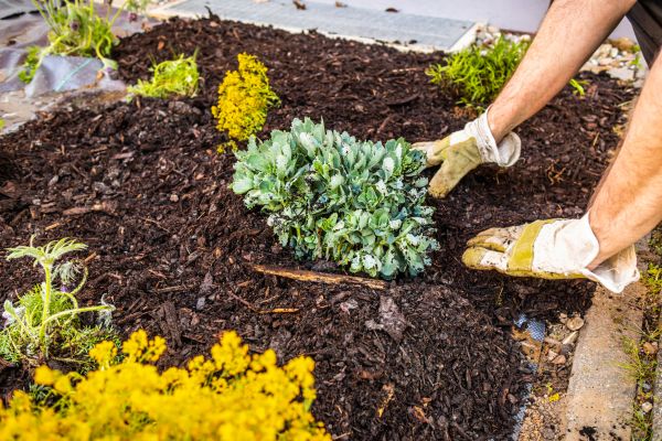 Weeding And Mulching in Broomfield