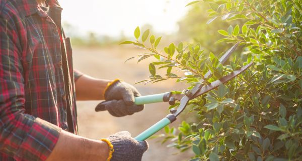 Bush Care