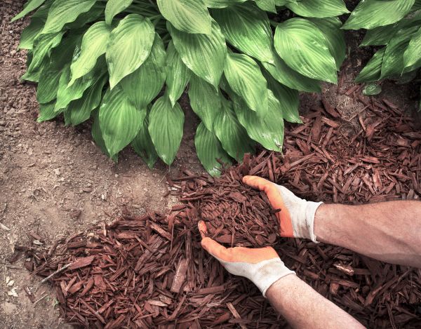 Shredded Mulch Service in Broomfield