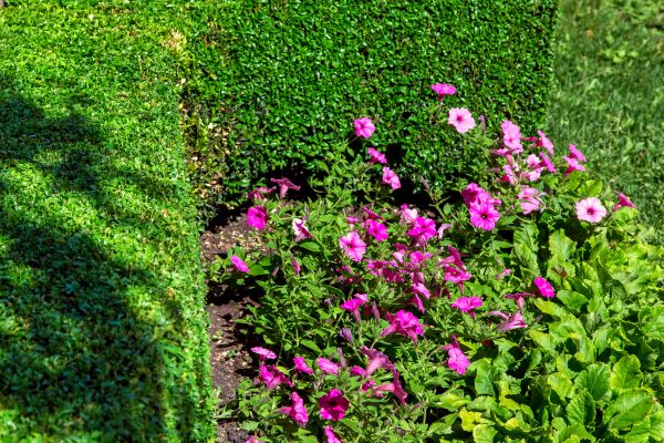 Softscaping Service in Broomfield