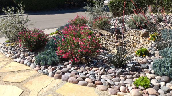 Xeriscape Landscaping in Broomfield