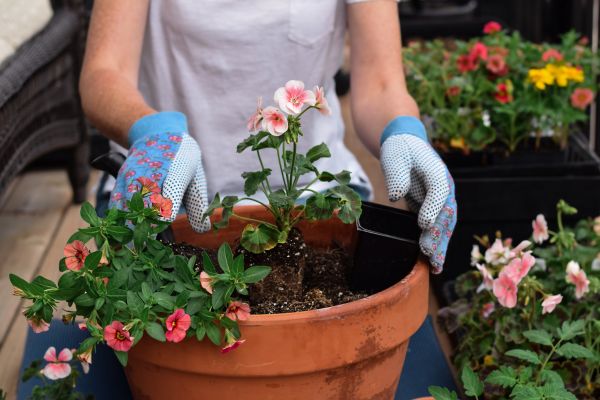 Plant Care Service in Broomfield