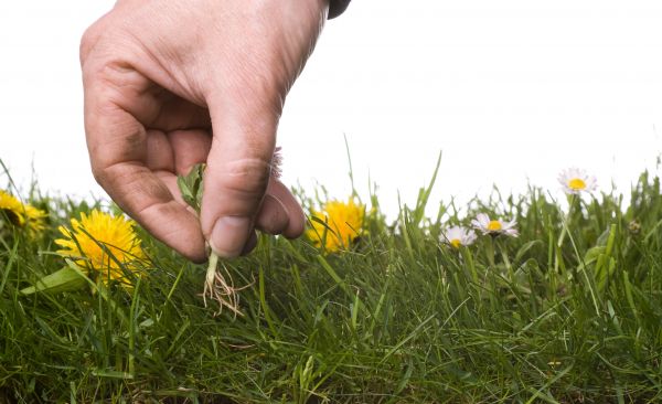 Lawn Weeding in Broomfield