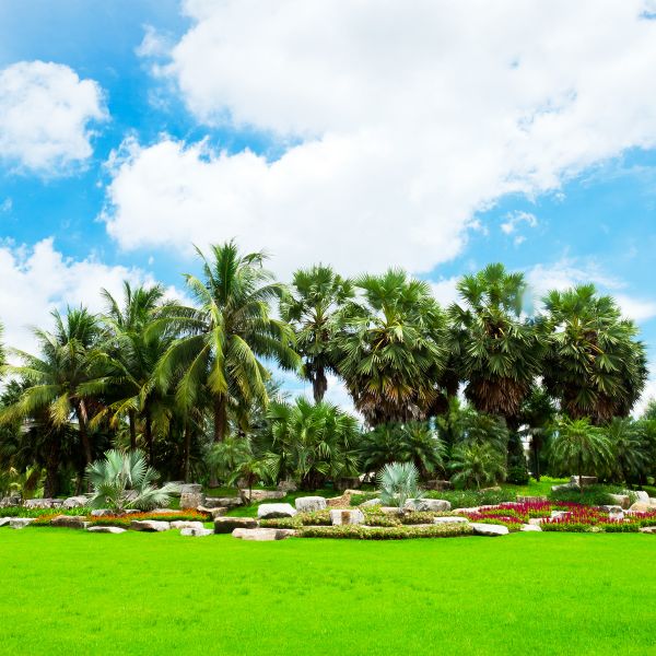 Tropical Landscaping in Broomfield