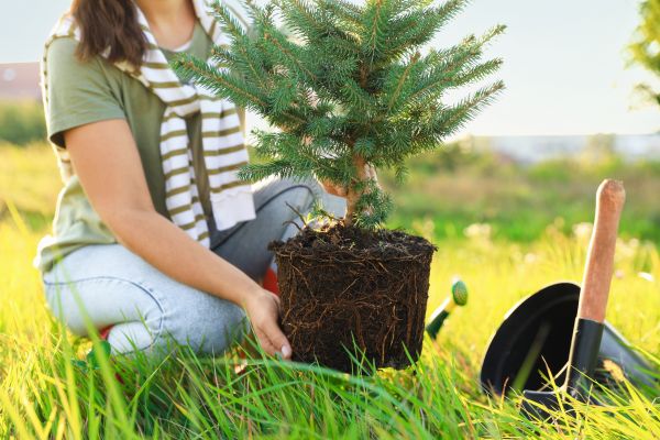 Spruce Tree Planting in Broomfield