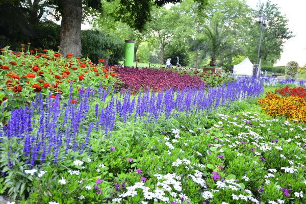 Perennials Planting in Broomfield