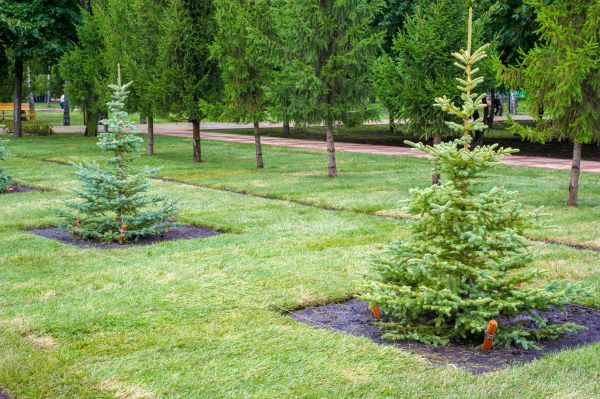 Privacy Trees Planting in Broomfield