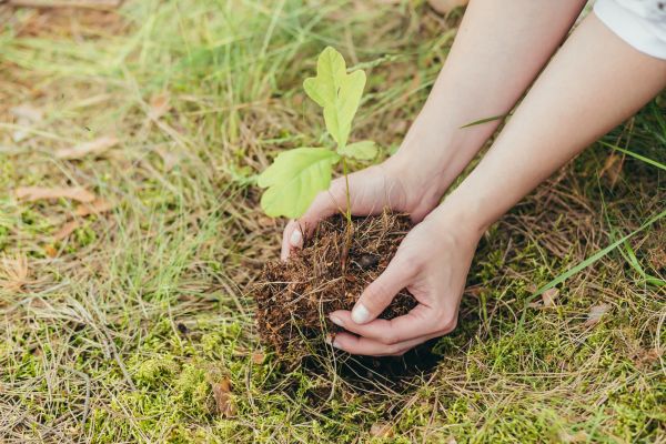 Oak Tree Planting in Broomfield