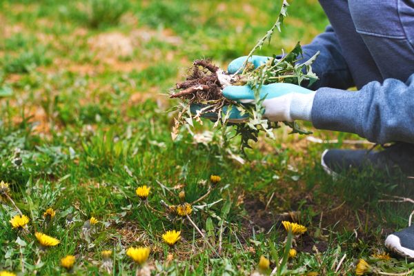 Flower Bed Clearing in Broomfield