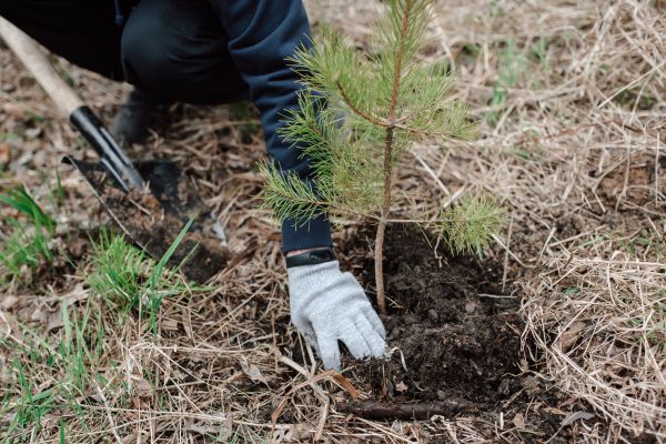Pine Tree Planting in Broomfield