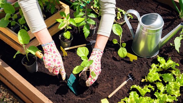 Garden Bed Installation in Broomfield
