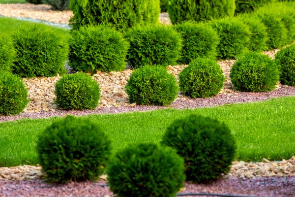 Bush Replacement in Broomfield
