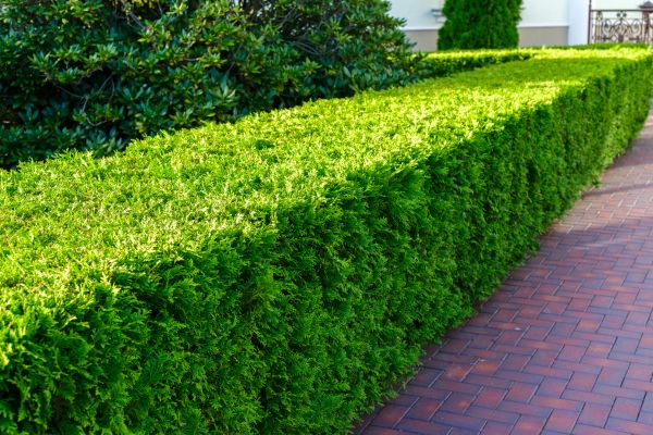 Hedge Installation in Broomfield