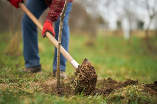 Trees Planting in Broomfield