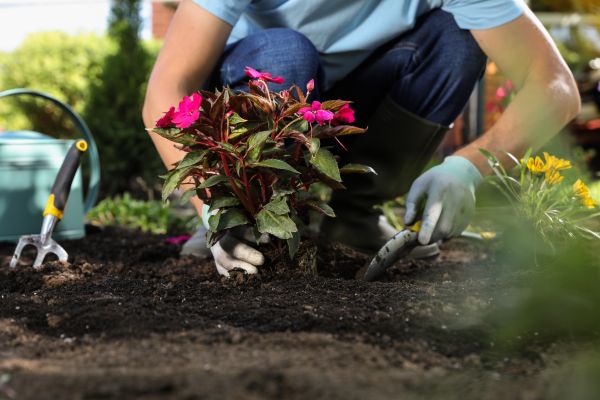 Plant Replacement in Broomfield