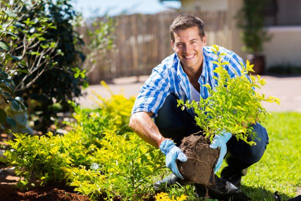 Shrub Landscaping