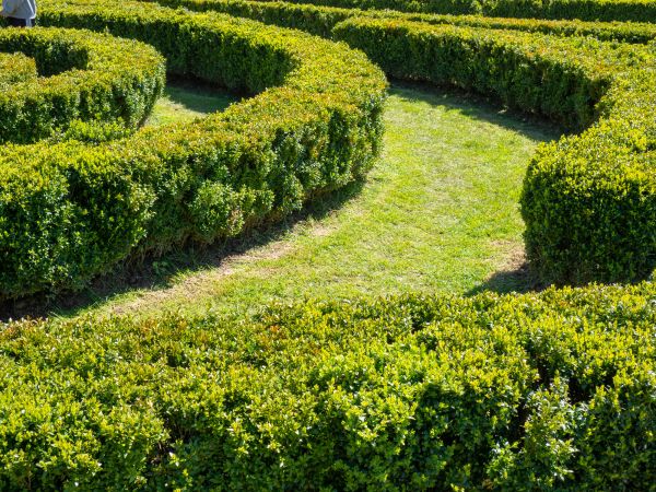 Bush Landscaping in Broomfield