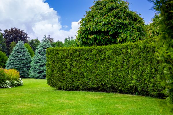 Hedge Landscaping in Broomfield