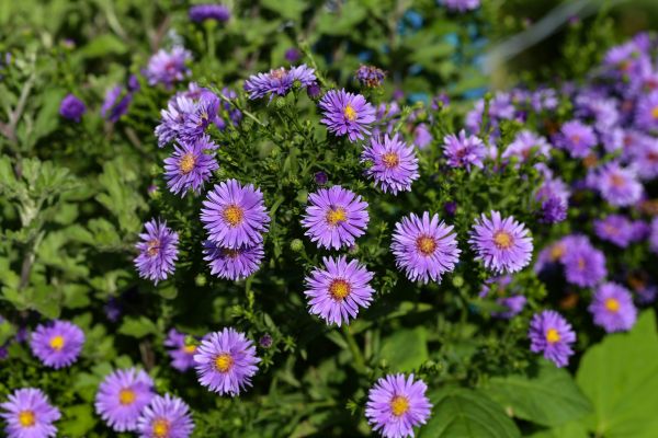 Perennial Flower Planting in Broomfield