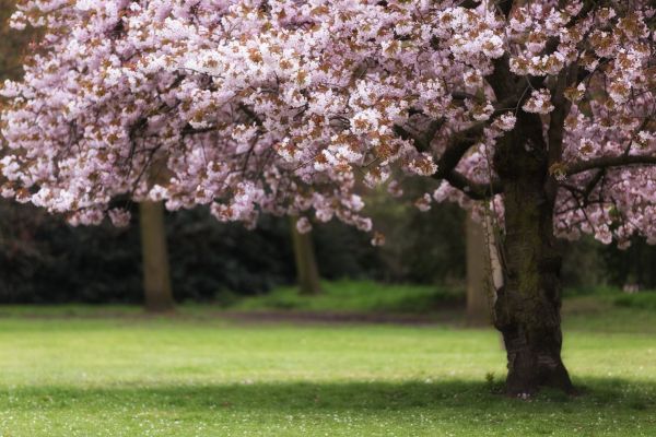 Cherry Tree Planting in Broomfield