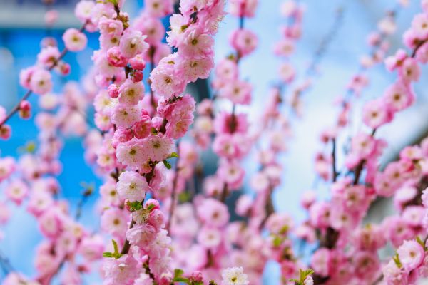 Japanese Cherry Tree Planting in Broomfield