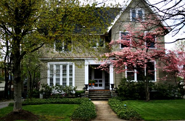 Ornamental Tree Planting in Broomfield