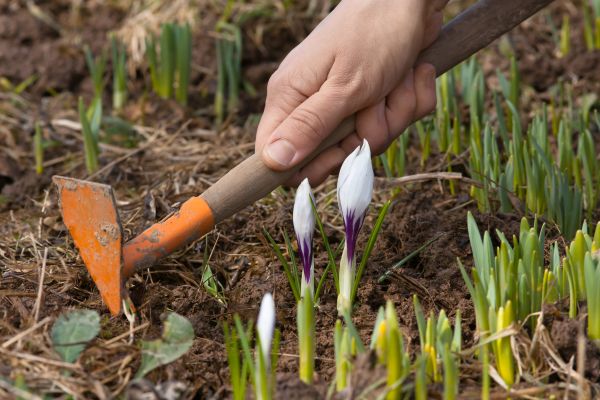 Flower Garden Weeding in Broomfield