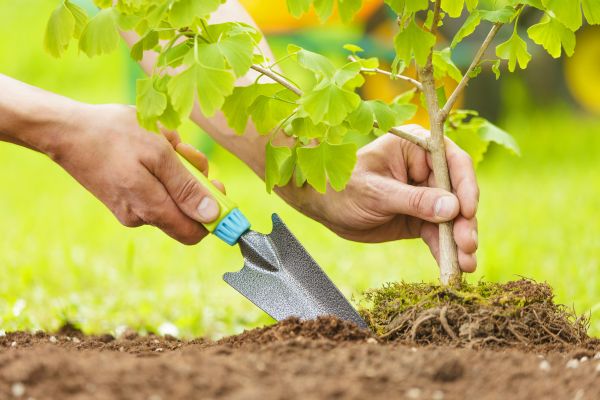 Fruit Tree Planting in Broomfield