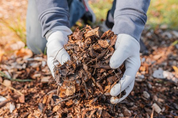 Shredded Mulch Installation in Broomfield