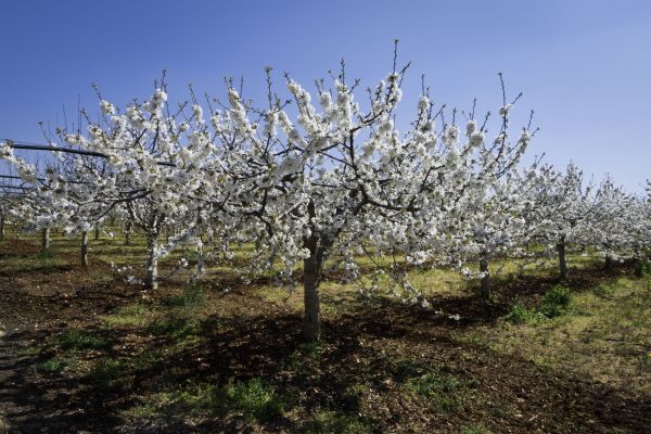 Orchard Planting in Broomfield