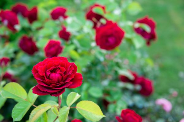 Rose Planting in Broomfield