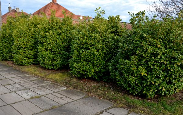 Privacy Shrub Installation in Broomfield