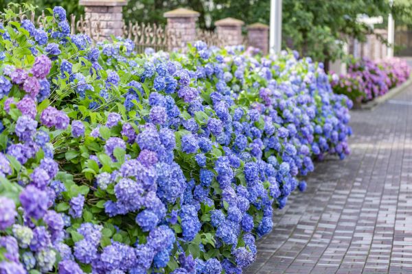 Hydrangea Landscaping in Broomfield