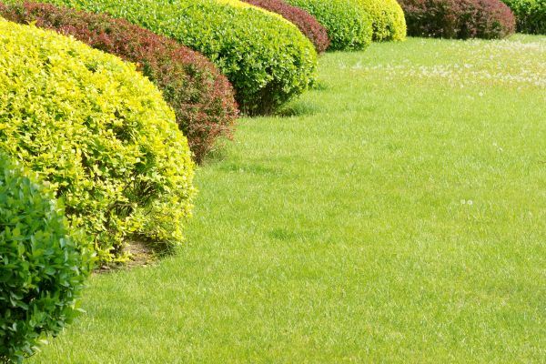 Shrubbery Planting in Broomfield