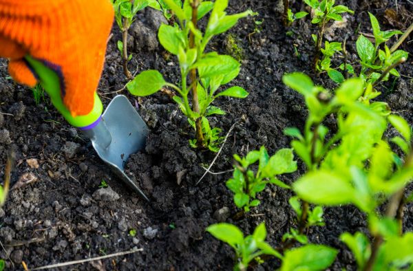 Hydrangea Planting in Broomfield