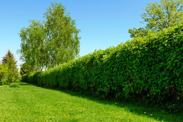 Hedge Replacement in Broomfield