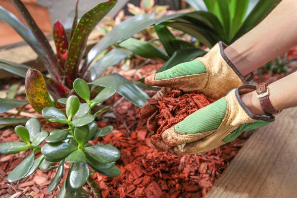 Cedar Mulch Installation in Broomfield