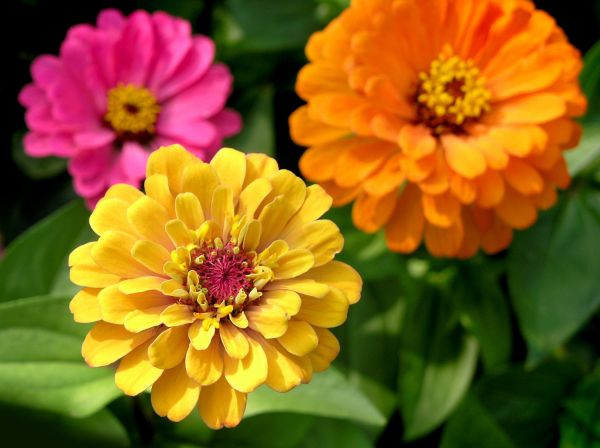 Zinnia Planting in Broomfield