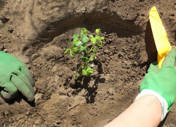 Rose Bush Planting in Broomfield